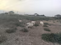 Ziege, Ziegen — Foto 1