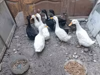 Ducks — foto 2