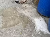 Chickens — फ़ोटो 3