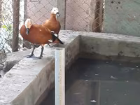 Ducks — 4-rasm