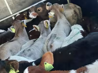 ثور, Simmental cattle — الصورة 4