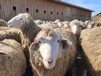 Oveja, Kuibyshev sheep — foto 4