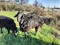 Widder, Tian-Shan semifinewool sheep — Foto 5
