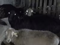 كبش, Hissar sheep — الصورة 3