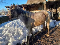घोड़ी, Kazakh horse — फ़ोटो 3