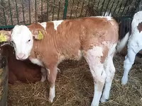Bulle, Simmental cattle — Foto 2