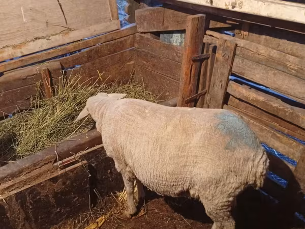 Widder, Merino sheep