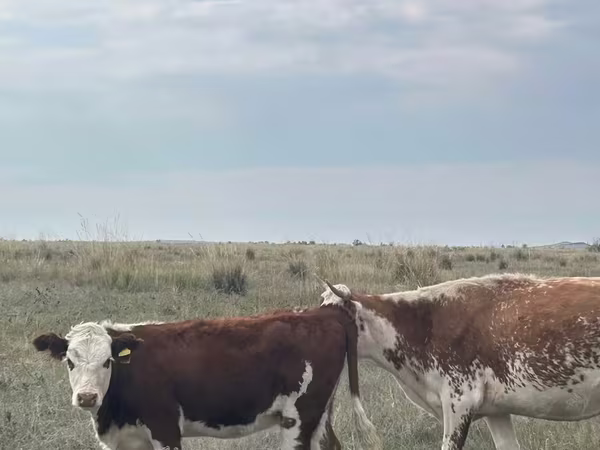 Cattle (batch, sex not specified), Kazakh White-headed cow