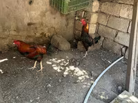Chickens — 2-rasm
