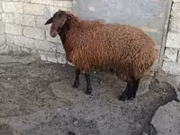Қой, Қойлар — 3-сурет