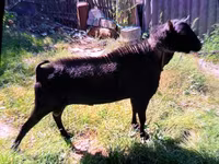 Cabro, Cabras — foto 1