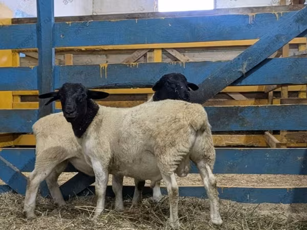 公羊, Sheep