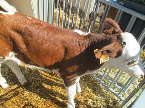 Kuh, Montbéliarde