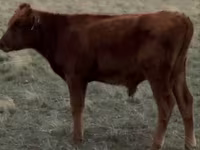 Toro, Raza Auliékol — foto 2