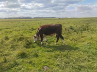 Bulle, Simmental cattle — Foto 6
