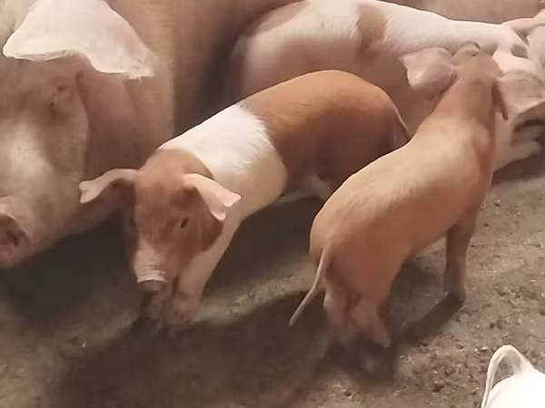 Schweine (Partie, Geschlecht nicht angegeben), Schweine
