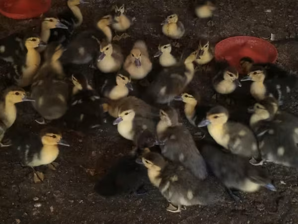 Ducks