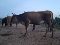 गाय, हेरफोर्ड — फ़ोटो 3