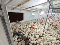 Chickens — Foto 4