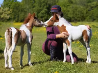 Aygʻir, American shetland pony — 1-rasm