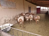 كبش, Arashan sheep — الصورة 4