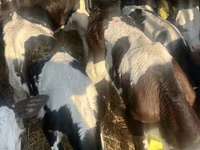 ІҚМ (топ, жынысы көрсетілмеген), Russian Black pied cattle — 4-сурет