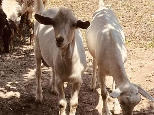 Keçi, Alpine goat