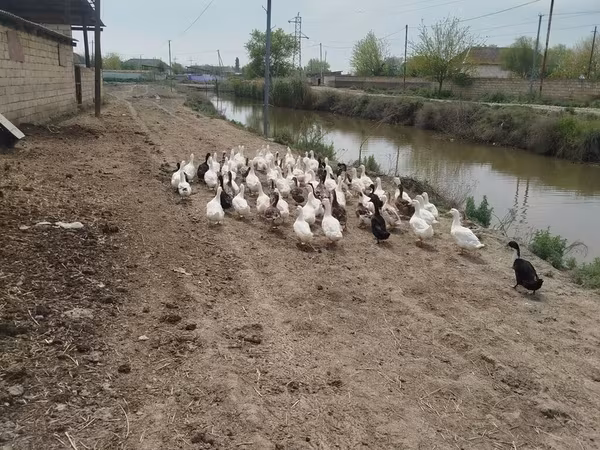 Ducks