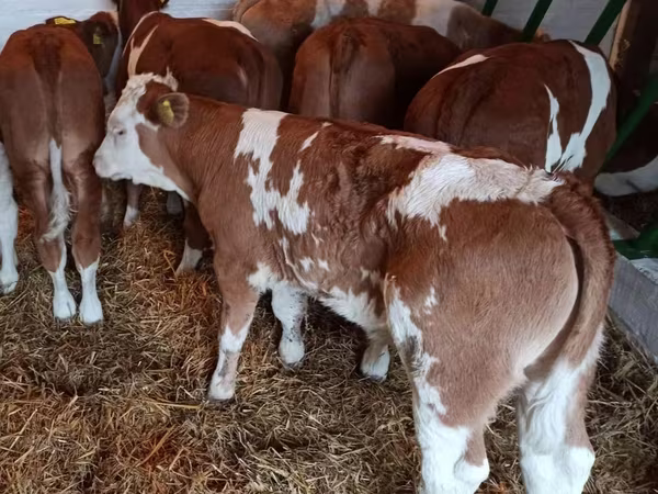 Rinder (Partie, Geschlecht nicht angegeben), Simmental cattle