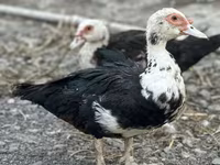 Ducks — foto 6