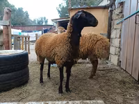 Widder, Blackheaded Persian sheep — Foto 4