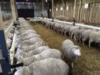 Oveja, Kuibyshev sheep — foto 2