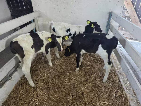 ثور, Russian Black pied cattle