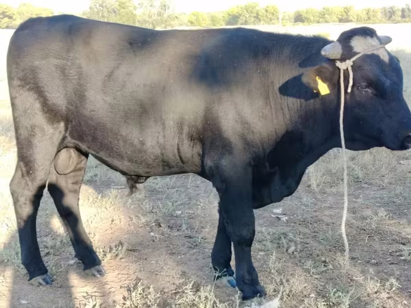 Бик, Swiss cattle