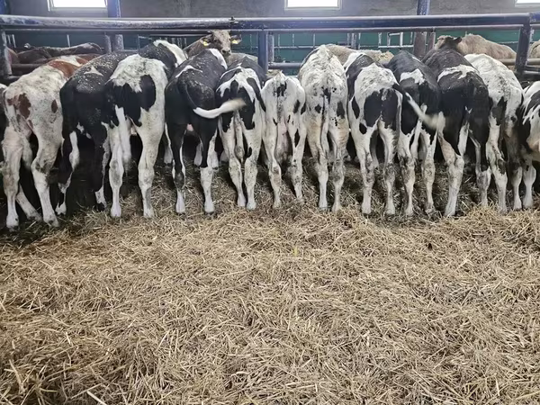 Bulle, Russian Black pied cattle