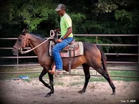 فرس, Quarter Horse — الصورة 6