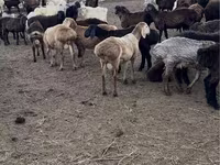 Qoç, Qoyunlar — foto 2