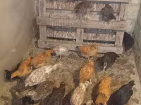 Turkeys — Foto 2