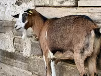 عنزة, الماعز — الصورة 5