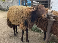 Widder, Schafe — Foto 1