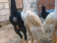 Chickens — 4-сурет