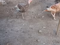 बोर्बन रेड — फ़ोटो 5