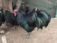 Chickens — Foto 1