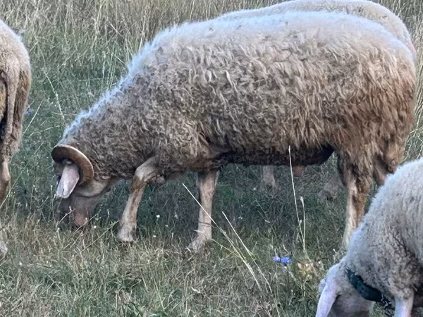 Widder, Assaf sheep