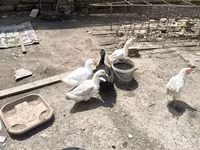Ducks — Foto 2