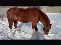 Horse (M), Arabian horse — photo 3