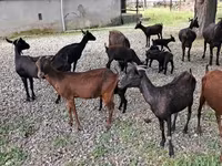 Ziege, Murcia-Granada goats — Foto 5