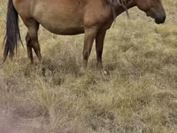 Stute, Kazakh horse — Foto 1
