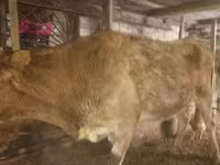Kuh, Latvian Blue cattle — Foto 1