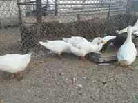 Ducks — Foto 7